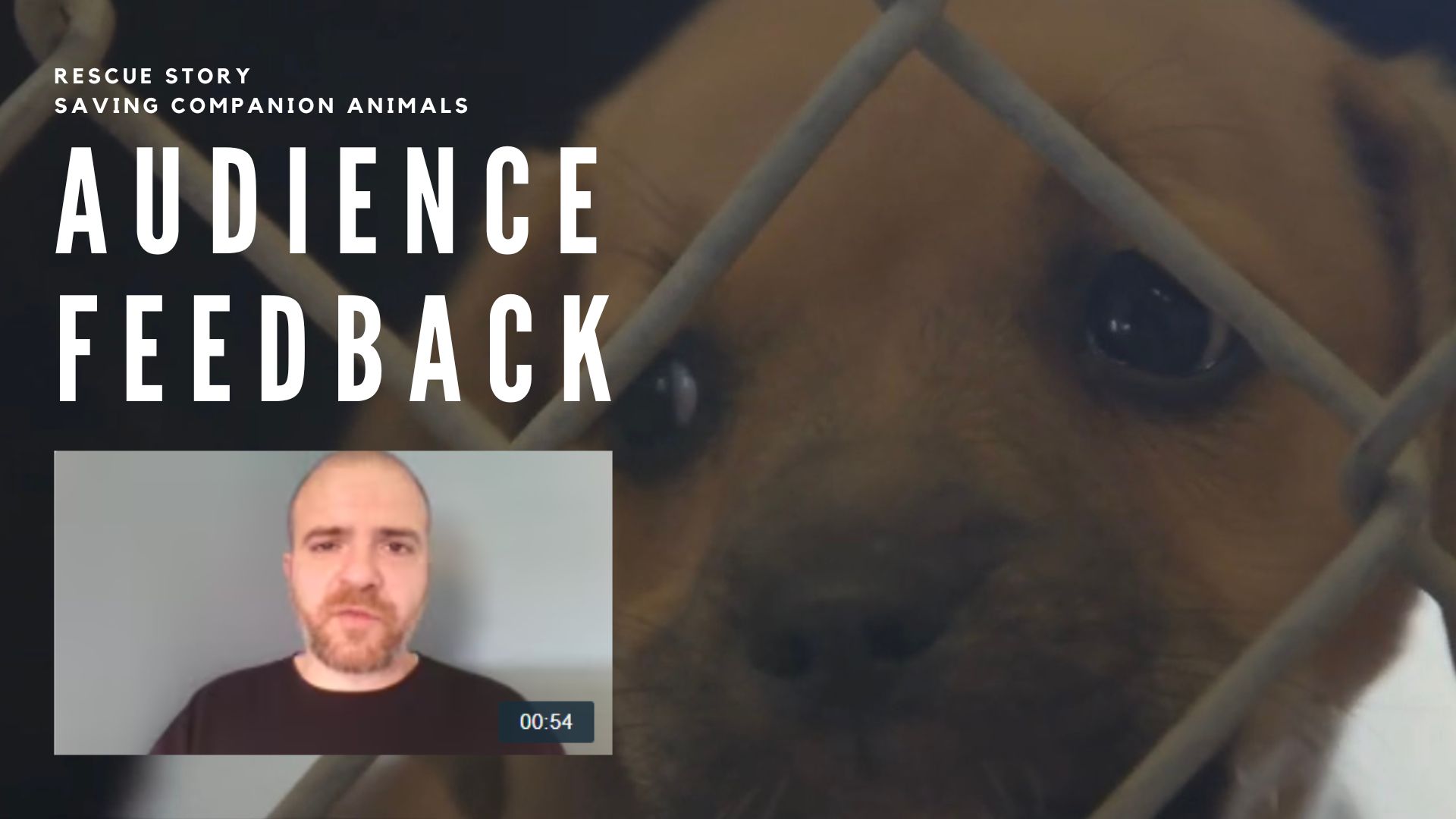 Rescue Story Saving Companion Animals Reaction Video