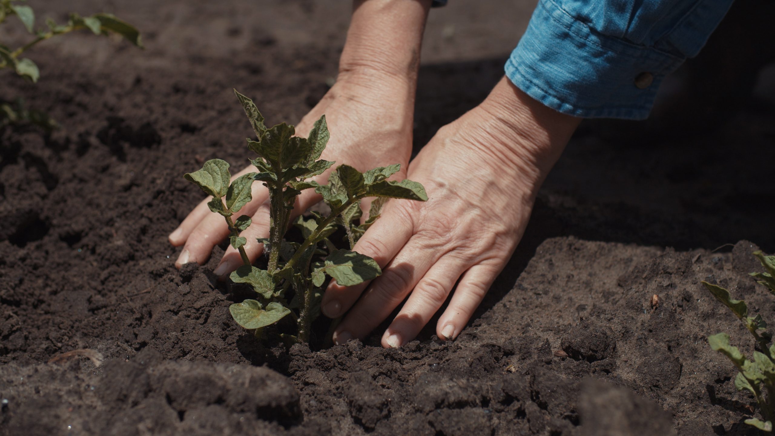 Workplace Garden: Film Teaser