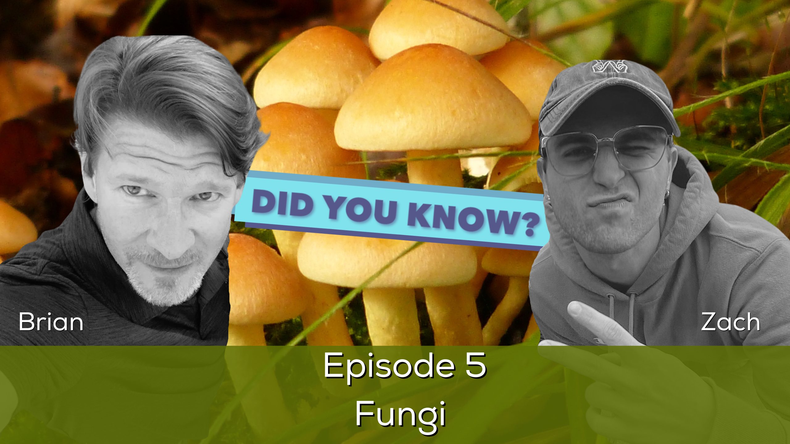 Did You Know?: Forest Fungi Network